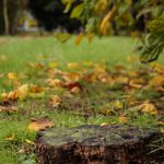 A lawn with leaves.