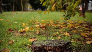 A lawn with leaves.